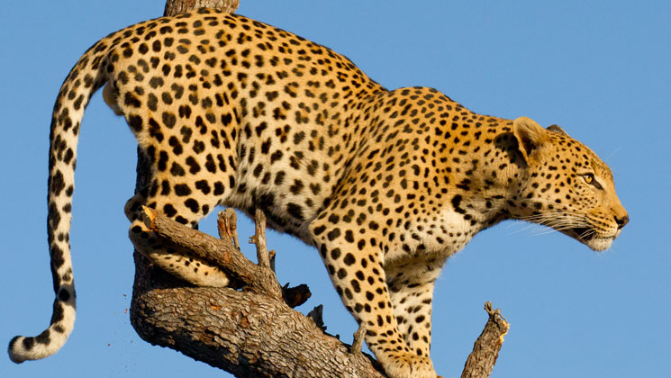 looseleopard.jpg