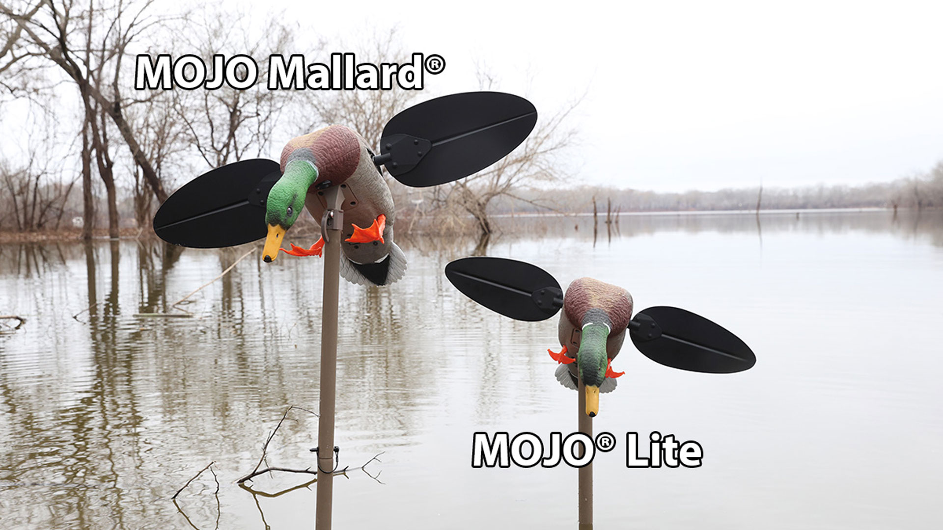 Mallard Vs. Mallard Lite