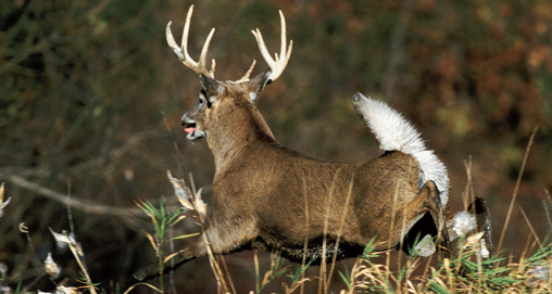 20091015-1-5-1-14246-whitetail-francis_f.gif