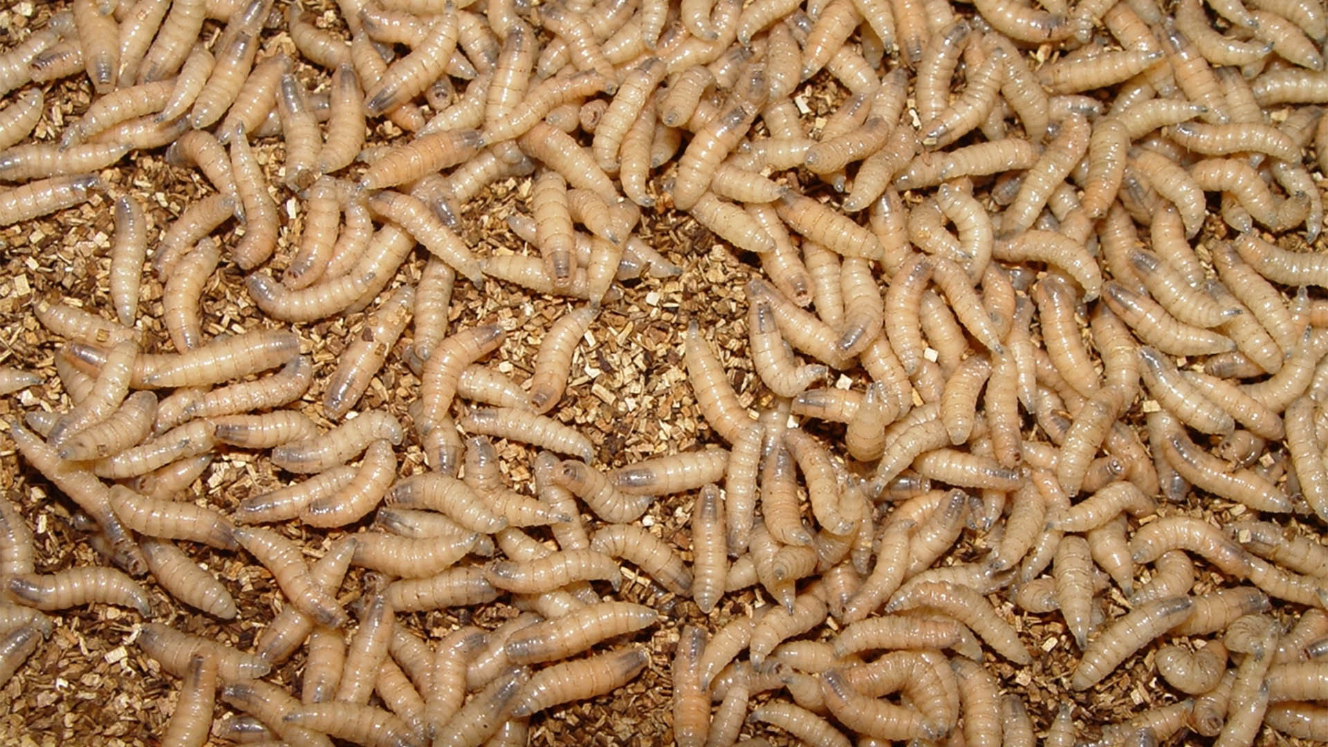 Ledenew World Screwworm A