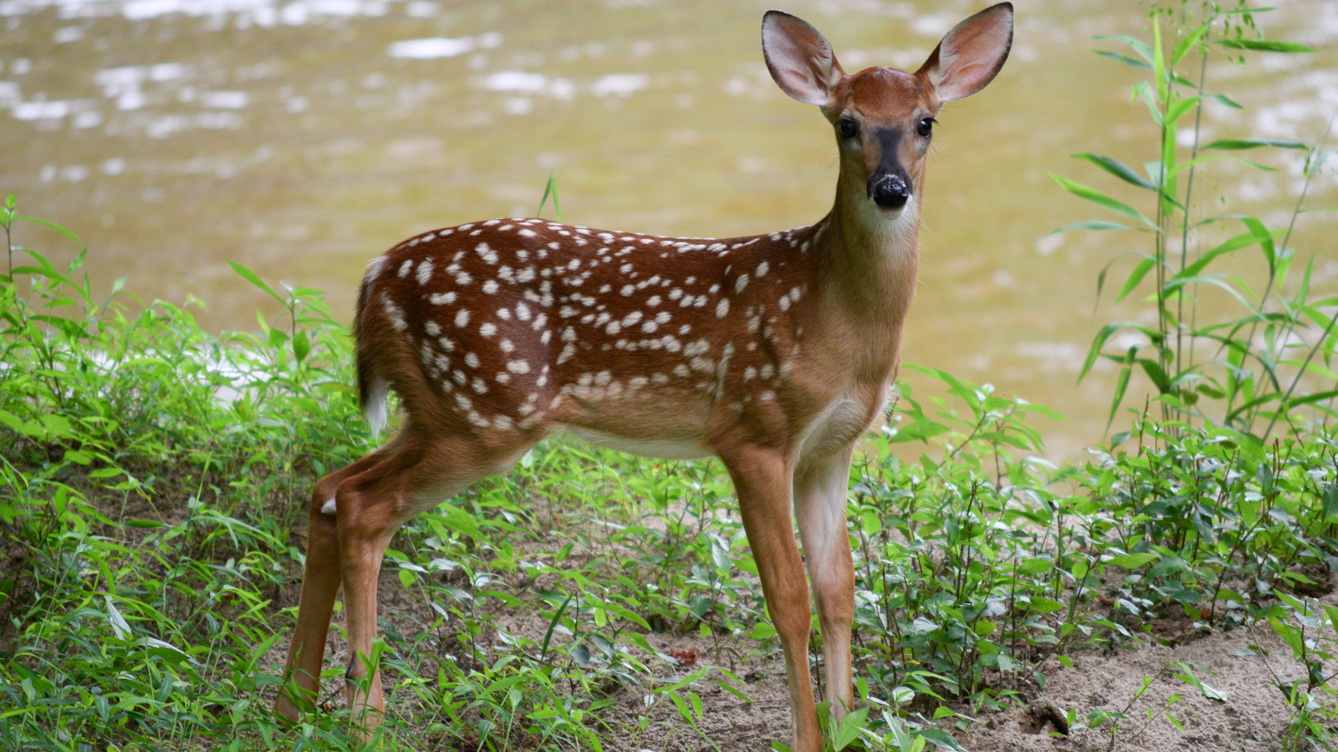 LEDE Fawn Near A Flowing Stream