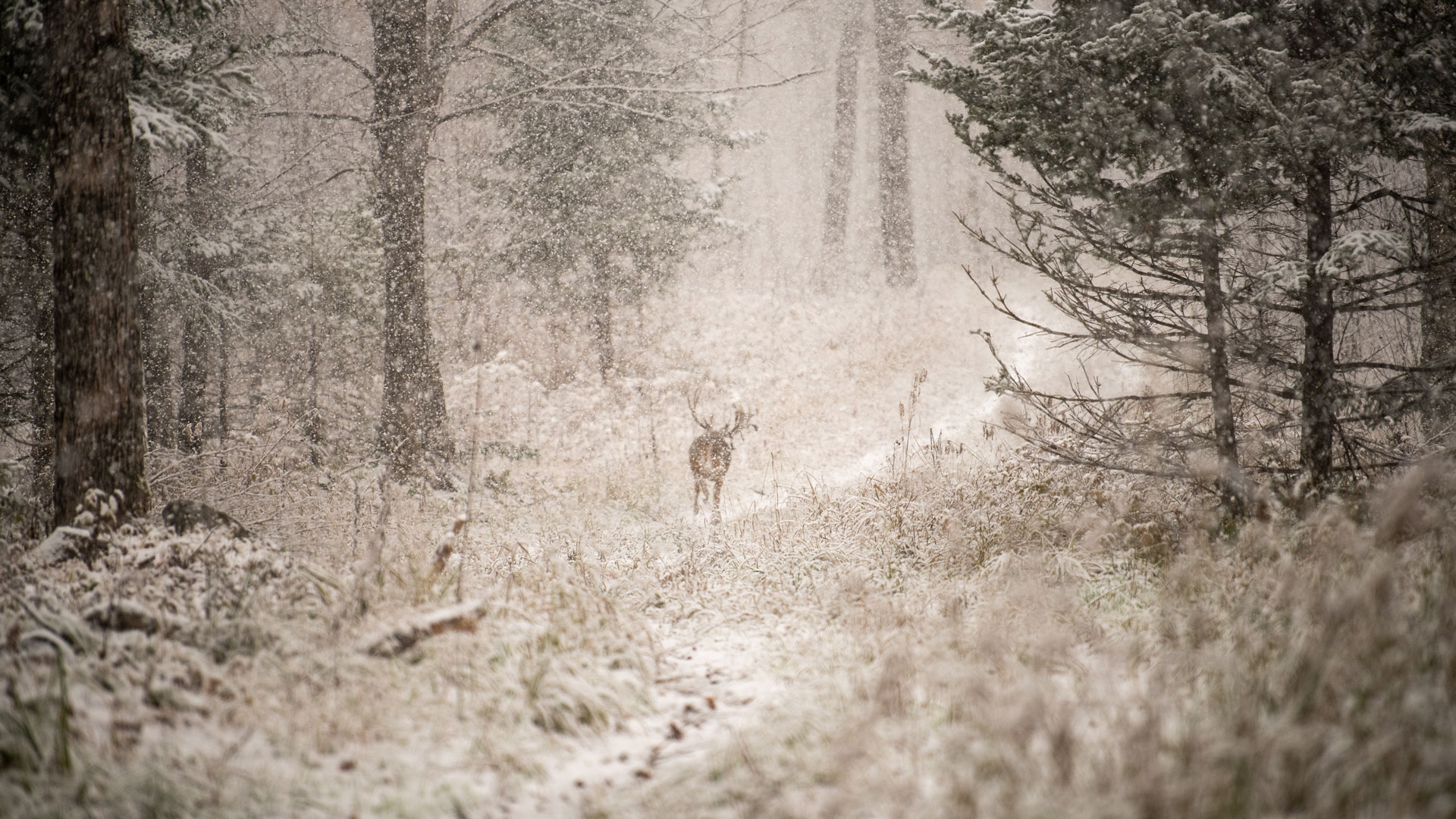Buck walking away in the snow