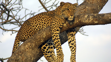 201039112119-leopard_m.jpg