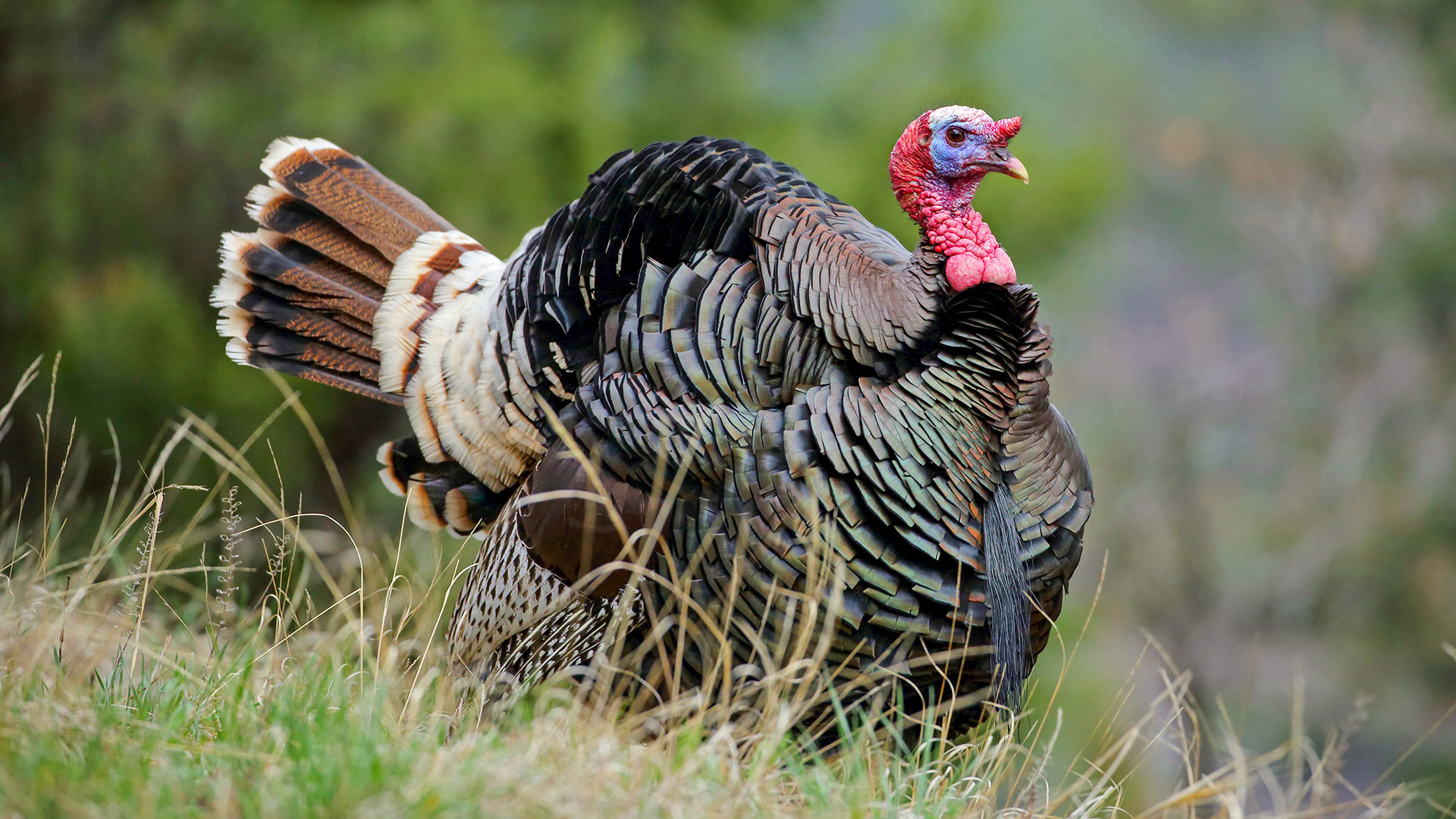 Turkey Hunting Make A Plan For Merriam S An Official Journal Of The Nra