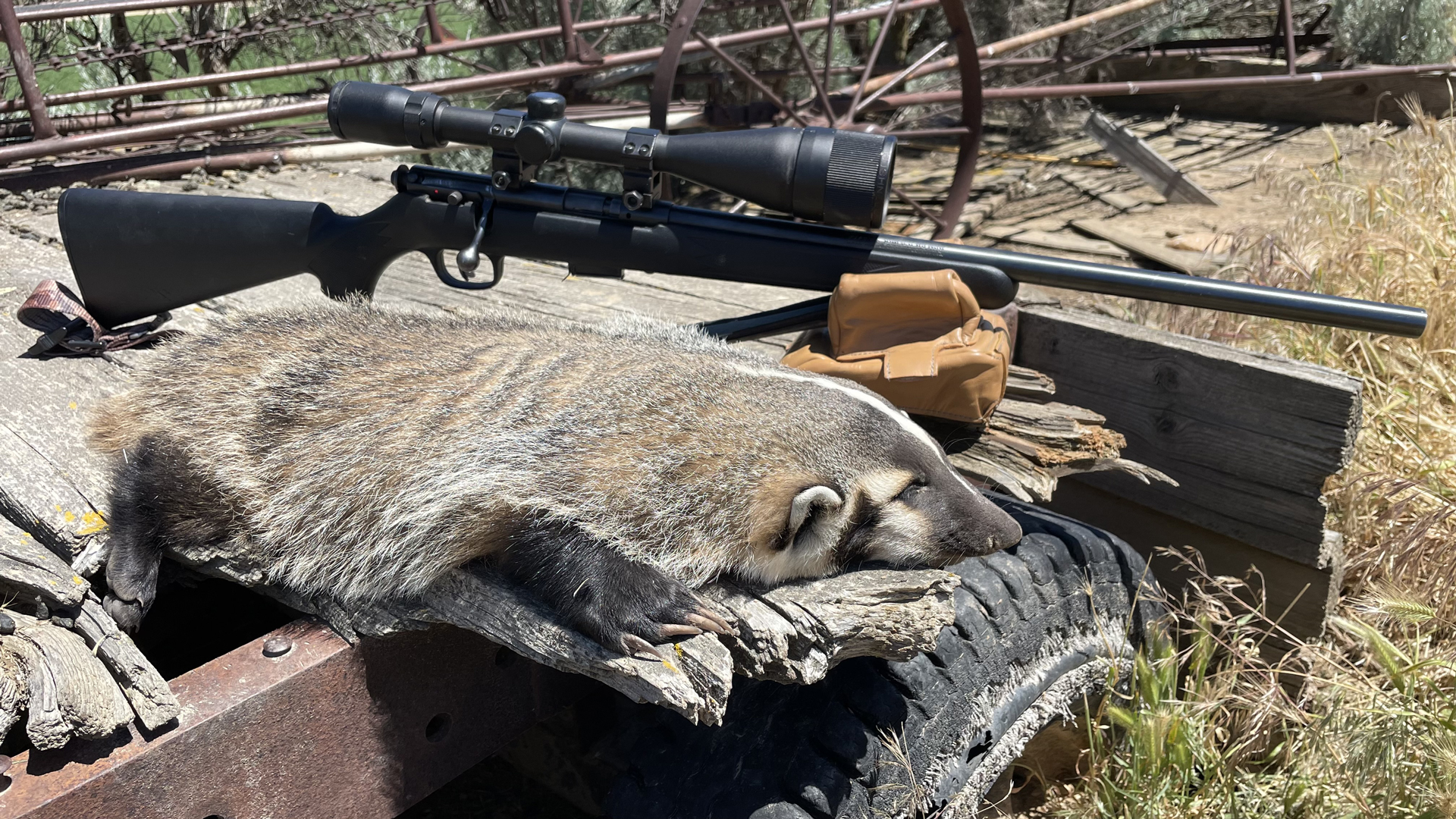 An American Badger Removed From A Ranchers Alfalfa Field