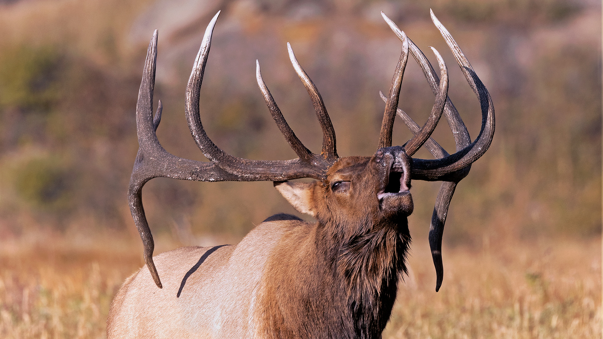Unlock Overlooked Elk Country Lead