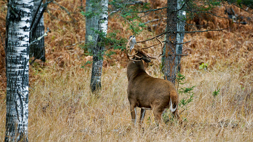 Know-How: Deer Scent Strategies | An Official Journal Of The NRA