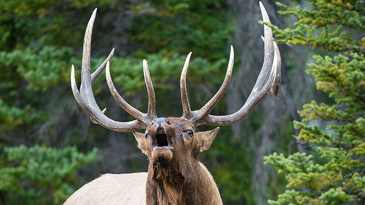 elk_royalty_f.jpg