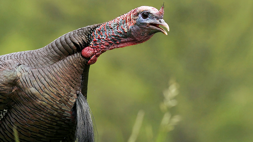 Know-How: When Toms Gobble Most | An Official Journal Of The NRA