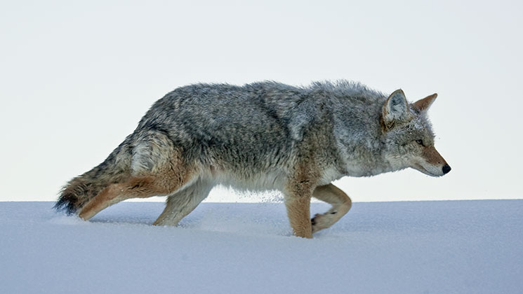 coyoteswithoutcalls_lead.jpg