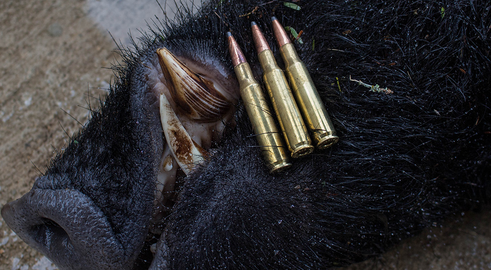 .275 Rigby ammunition on Texas boar.