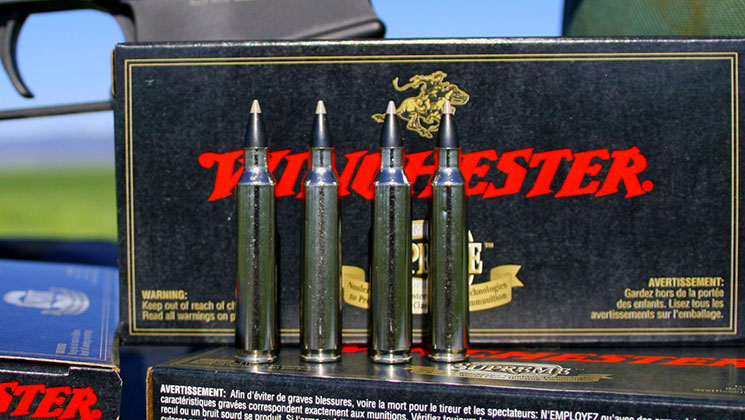 top_5_varmint.jpg