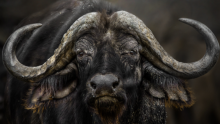 massaro_buffalo_mind_f.jpg