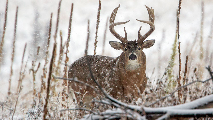 5 Tips For Hunting Winter Whitetails An Official Journal Of The Nra