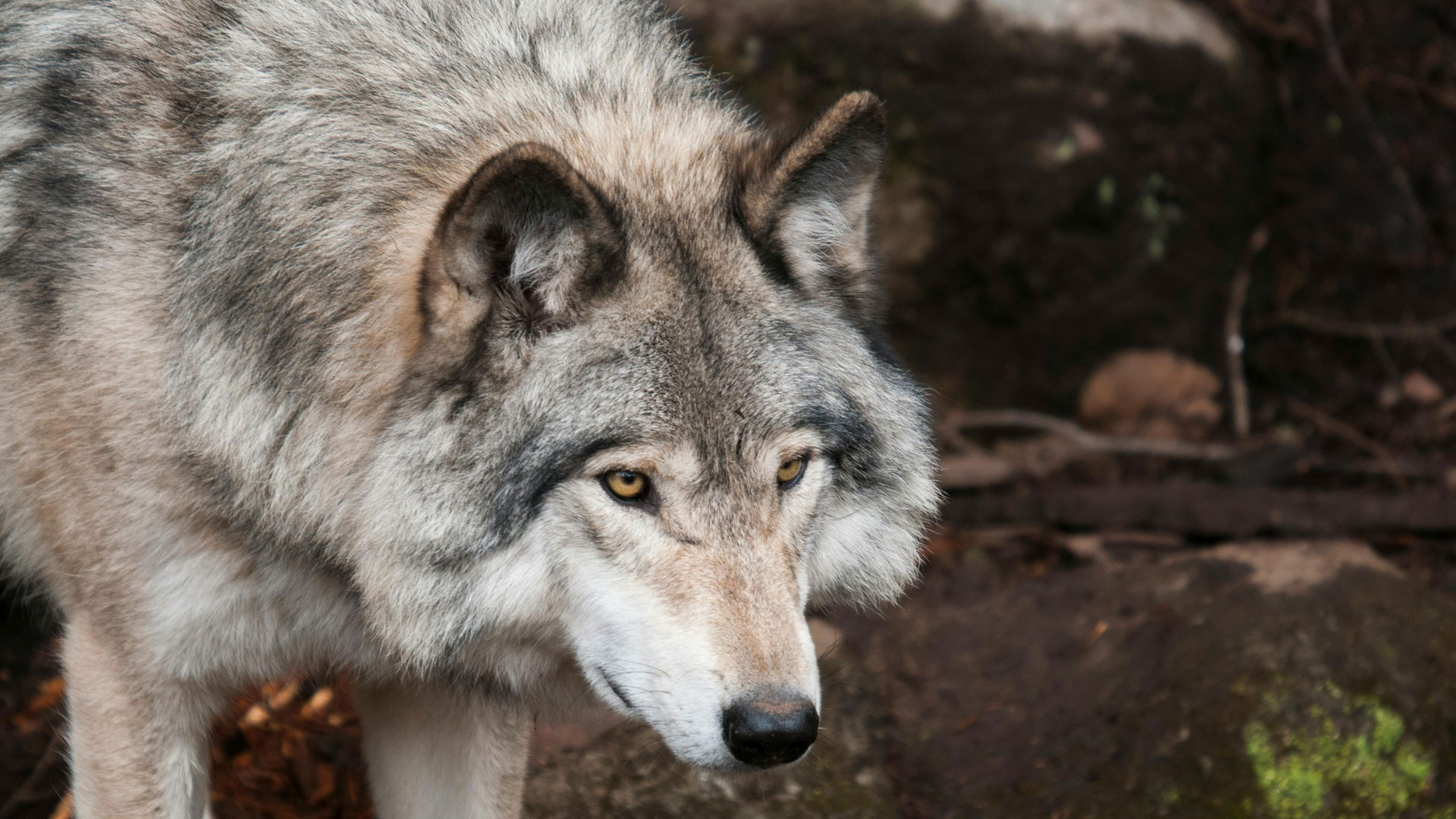 Latest DNR Survey Shows Stable Wolf Population in Michigan | An ...