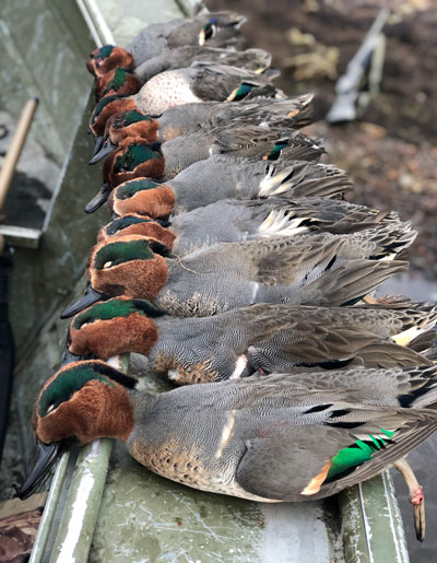 Green wing action sizzles in winter. Jump shooting ptarmigan is easy until the first shot, says the author, when birds use the wind as well as any speedy chukkar.