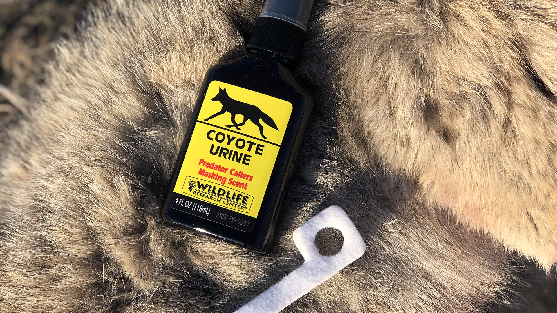 Coyote Urine