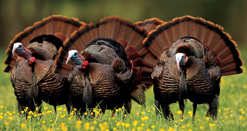 201232715123-spring_turkey_hunting_tips_home.jpg