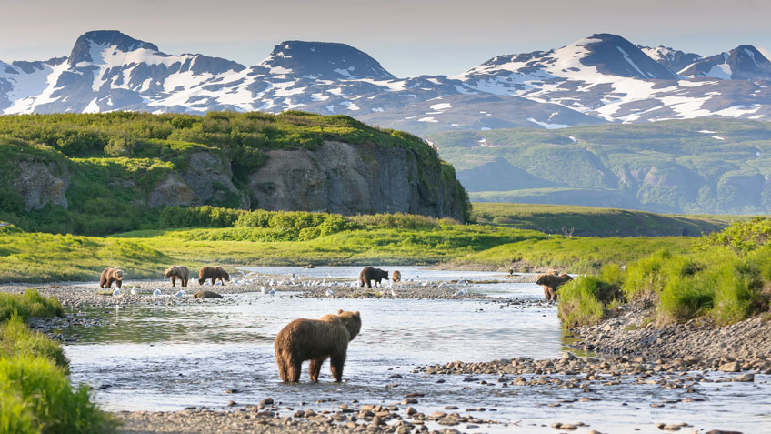 bears-in-alaska.jpg