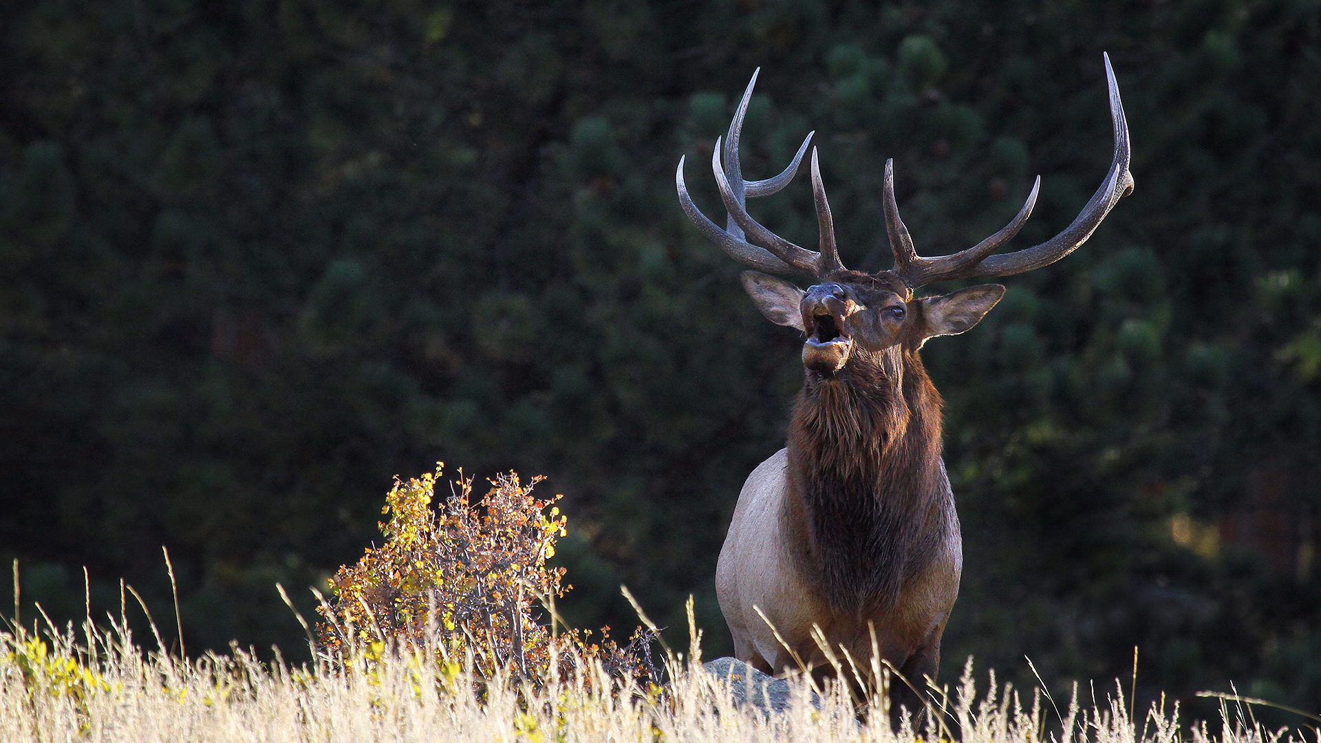 Handgun Elk Hunt Bugle