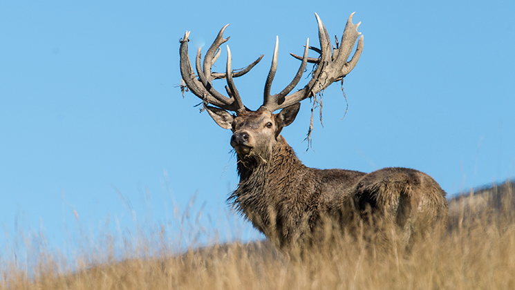 Deer on the Other Side of the World | An Official Journal Of The NRA