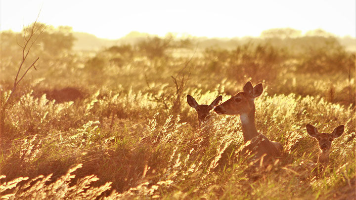 mainwhitetail-does-in-yellow-field.jpg