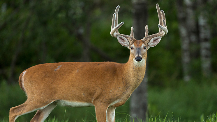 Tagging the Bucks of Summer | An Official Journal Of The NRA