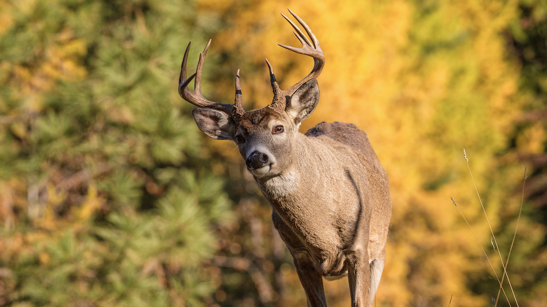 The Great American Antler Boom