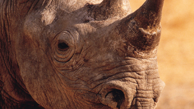 usfws_rhino_hlf.jpg