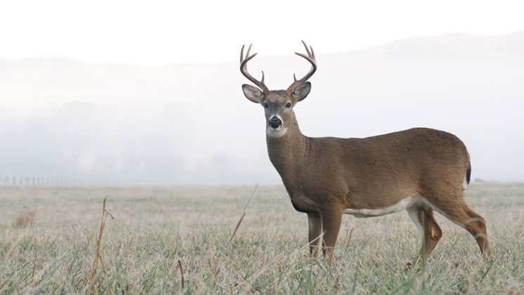 whitetail_pop_miniter_f.jpg