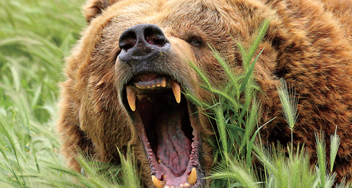 What Bear Attacks Tell Us 