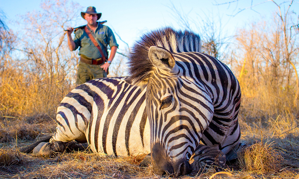 African zebra.