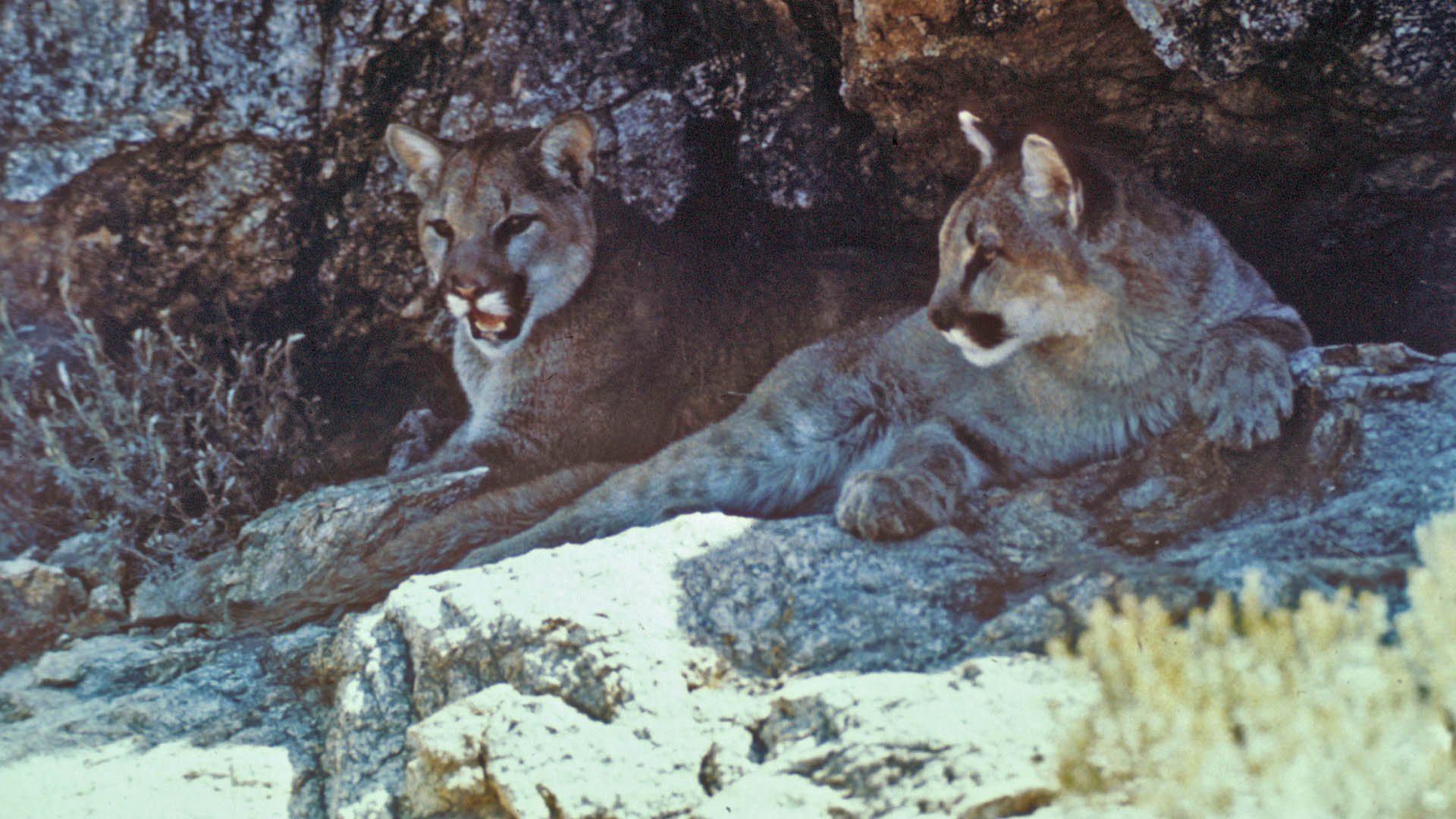 Ledescience Behind Mountain Lion Management And Hunting Harvest