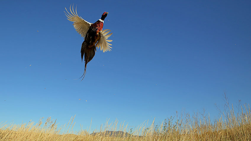 solopheasanthunting_lead.jpg
