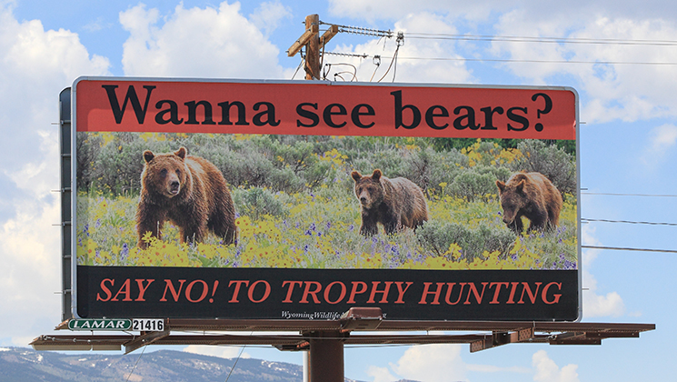 bear_billboard_f.jpg