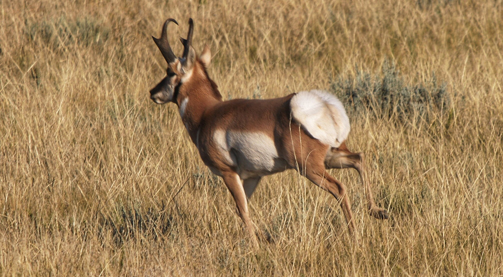 Pronghorn antelope running away in field.