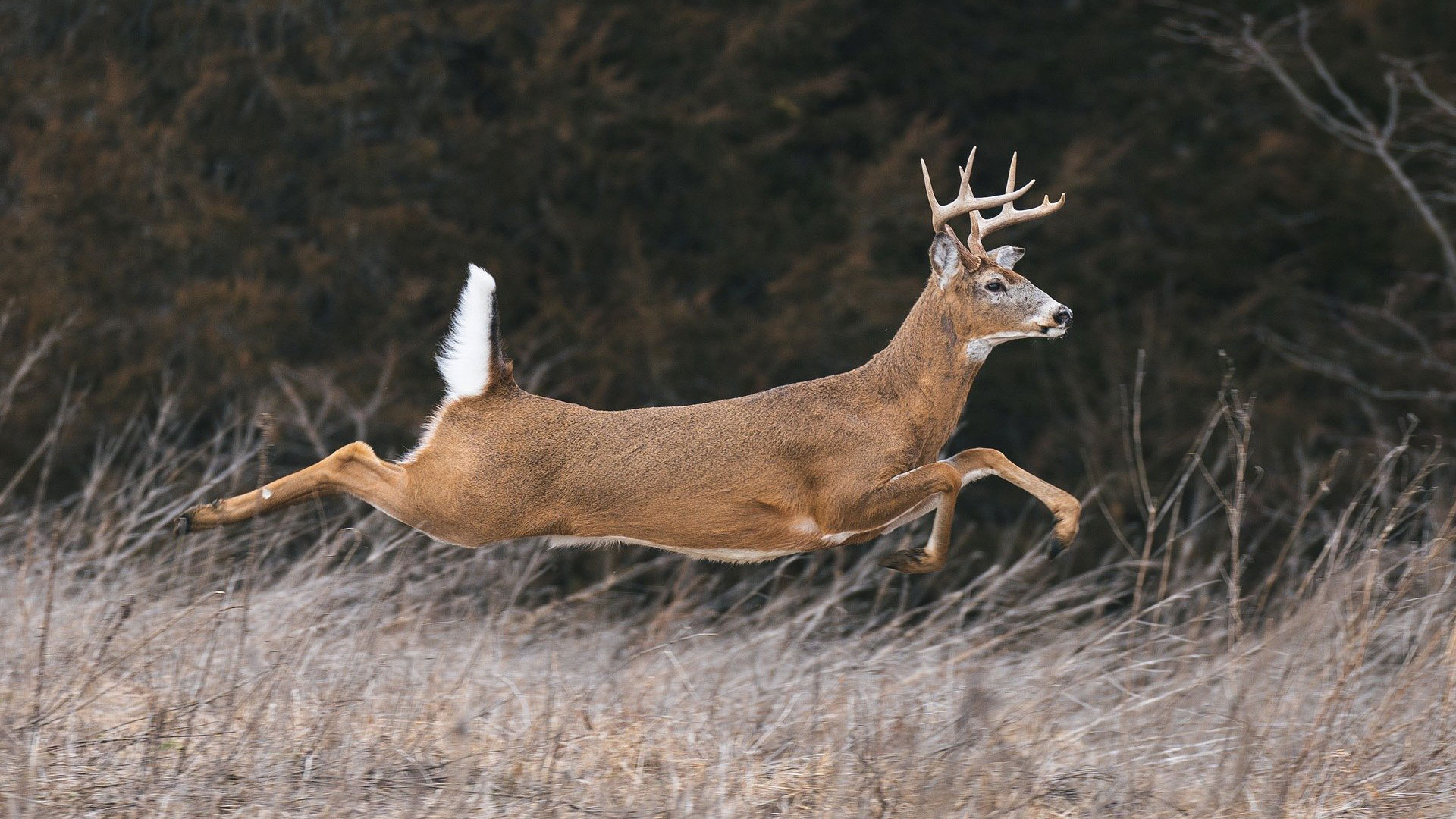 Whitetail Running