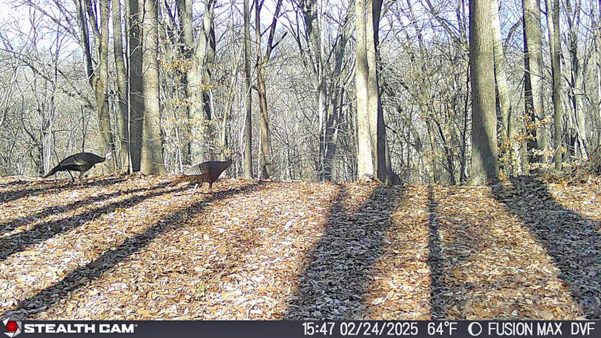 Turkeys on trail cam