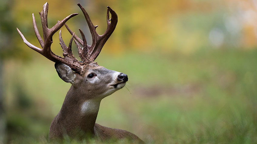 Early Season Whitetail Habitat and Hunting Designs