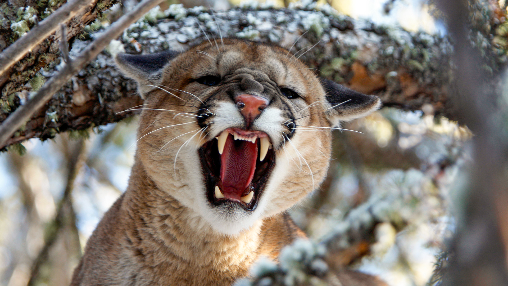 Nebraska Mountain Lion Lead