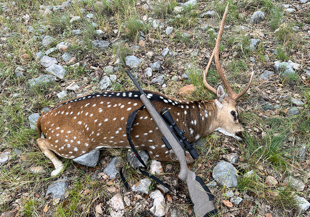 Axis deer with Ruger American Rifle on rocky ground.