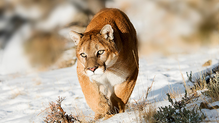 Idaho: Four-Year-Old Girl Attacked By Mountain Lion | An Official ...