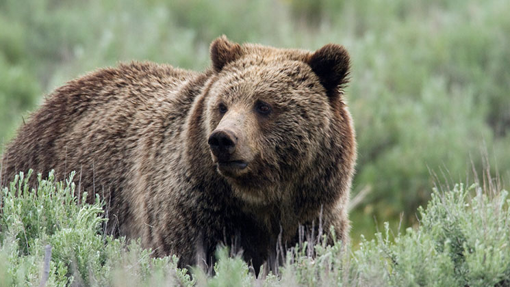 Big Bears: Why They're on Every Hunter's Bucket List | An Official ...