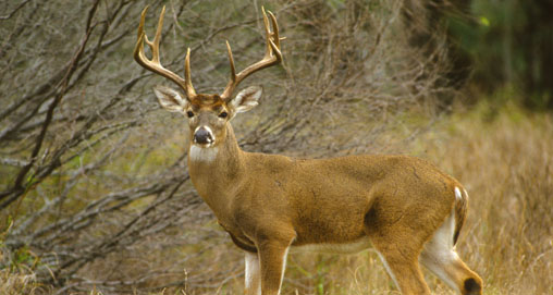 20121016102727-buck_fever_f.jpg