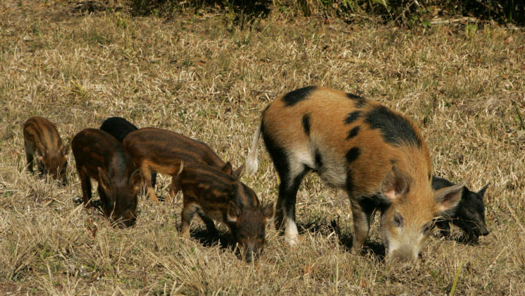 hogs.jpg