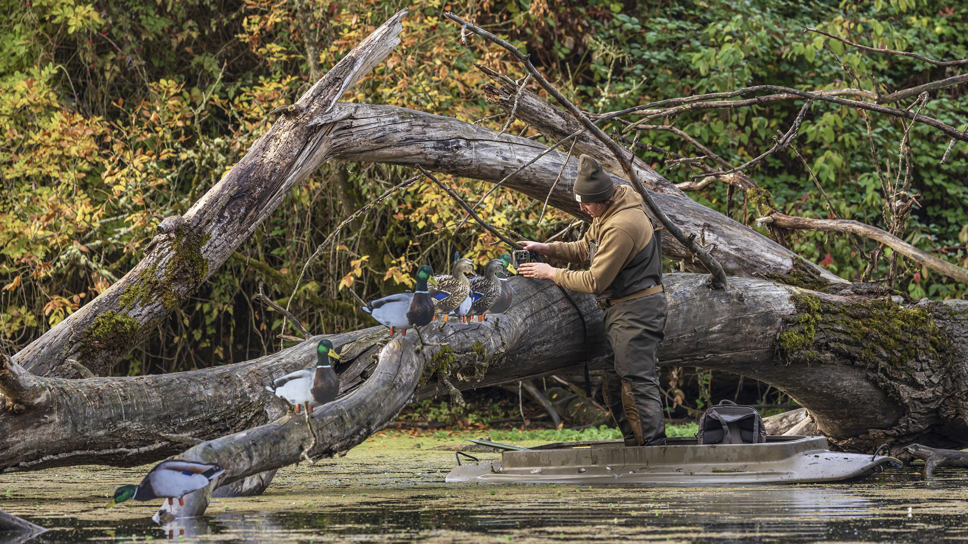 Decoys on tree
