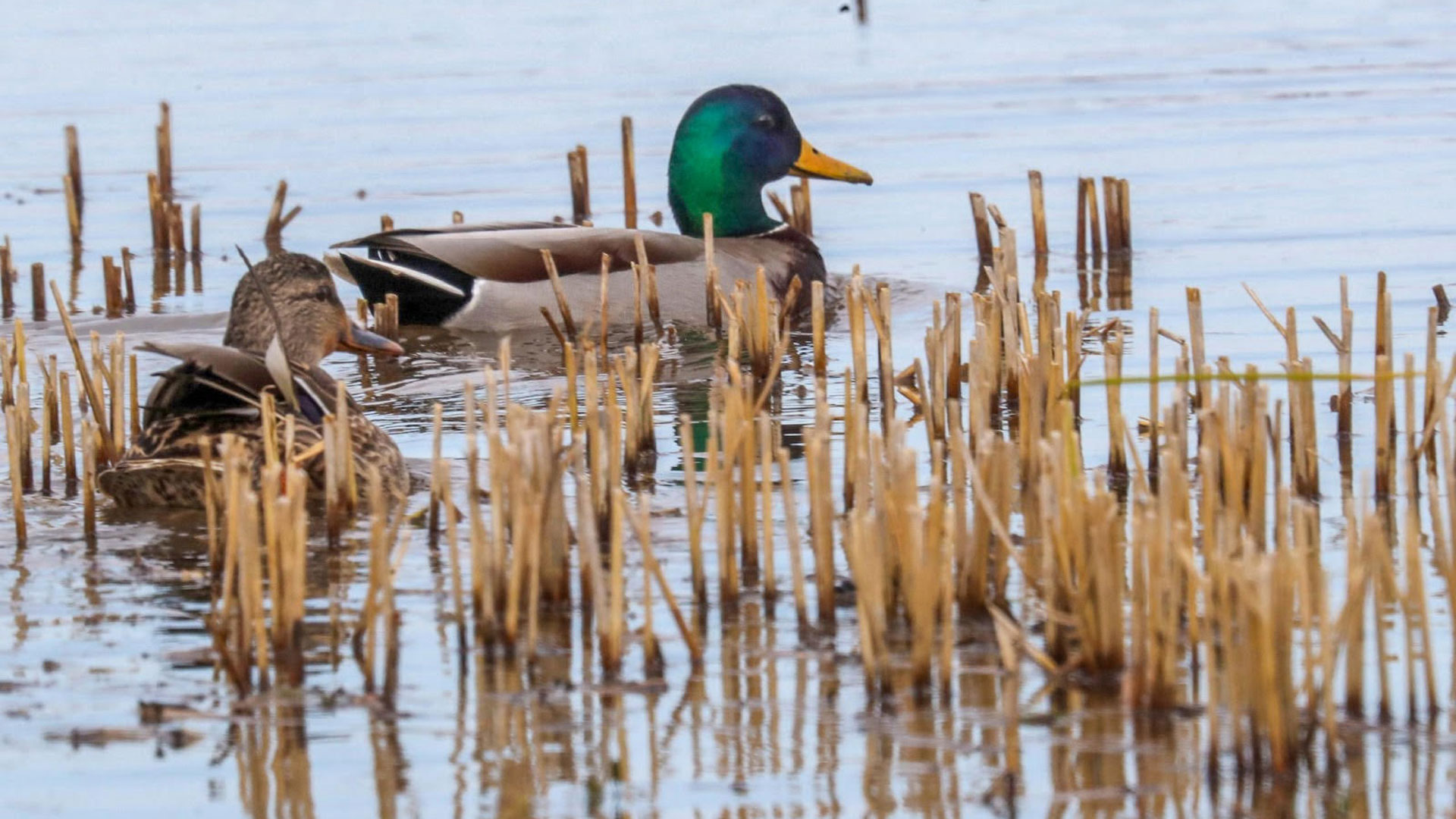 Ducks swimming in marsh