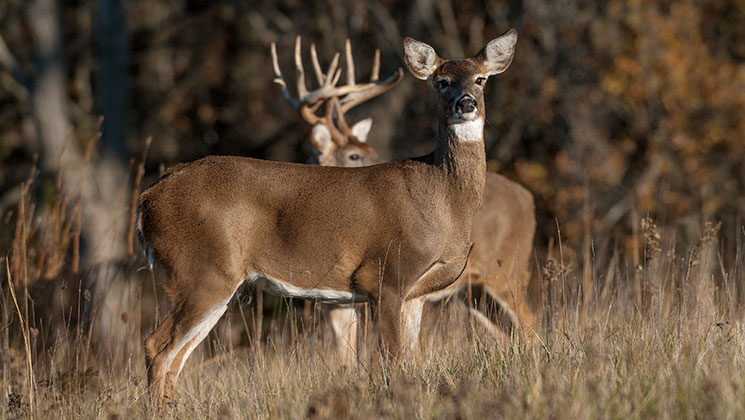 Your November Rut Playbook | An Official Journal Of The NRA