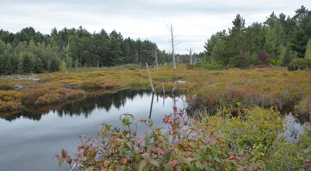 Pond scenery with evergreens surrounding.