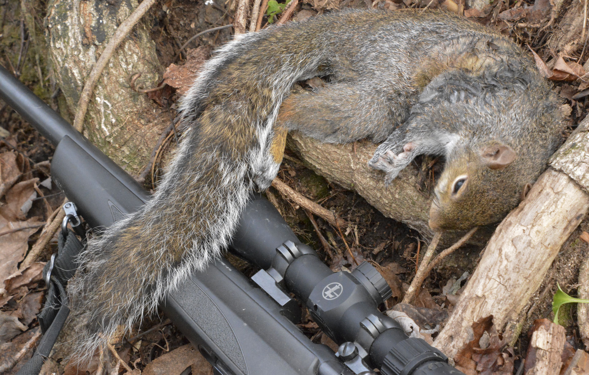 Squirrel on a rifle